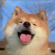 莫眠的个人资料头像
