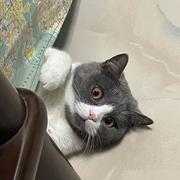 无情的摸鱼机器的个人资料头像