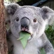 程序员阿江与彩蛋的个人资料头像