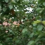 我在我家55头像
