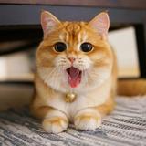 猫咪叫焦圈头像