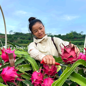 七阿姨农场大樱桃采摘基地头像