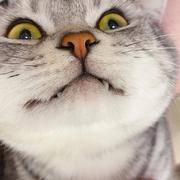 玲哥的个人资料头像