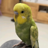 友爱风声k6A头像
