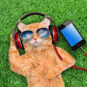 音乐助眠猫头像