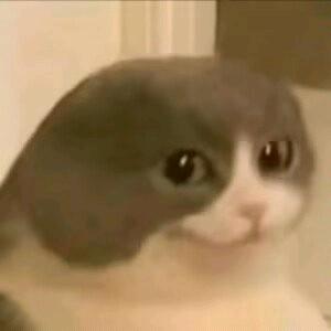 晓晓晓晓兵头像