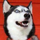 caiqy的个人资料头像