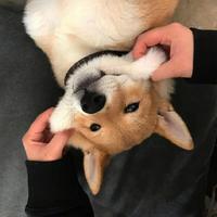 ToongQAQ头像