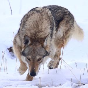 蒙格的捷克狼犬头像