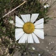 智商败笔的个人资料头像