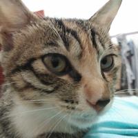 天空之城龙沙头像