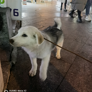 优雅哈密瓜9n9头像