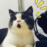 xia0养猫达人头像