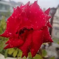 幸福科迪1l3头像