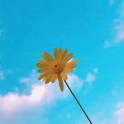 felixlfh的个人资料头像