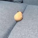 王瑞卿的个人资料头像