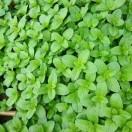 枫丹的个人资料头像