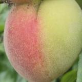 奇迹奇迹奇头像