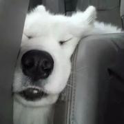 小小抄写员的个人资料头像