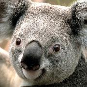 星君431的个人资料头像