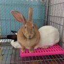 何荣在掘金的个人资料头像