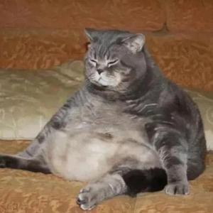 开心修猫猫头像