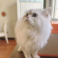 熊猫不是猫M头像