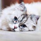 MrLu就是我的个人资料头像