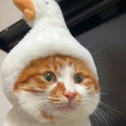 bo博博的个人资料头像