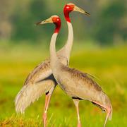 狮子头609的个人资料头像