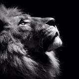 AK出门就allin头像