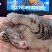 小熊的土球儿的个人资料头像