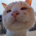 猫油队长头像