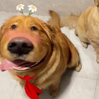 小激动777头像