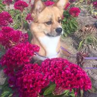 上进柳叶UZ头像