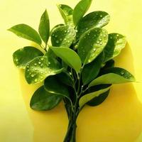 小眼睛弹唱头像