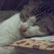 我是玉逍遥的个人资料头像