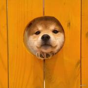 wun的个人资料头像