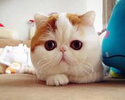 JMortals的个人资料头像