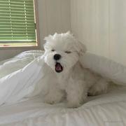 很蓝的拉的个人资料头像