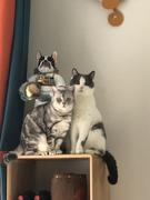 yllin_的个人资料头像