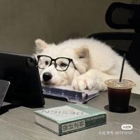 大咪噗噗噗头像