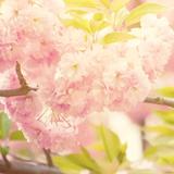 桃花&头像