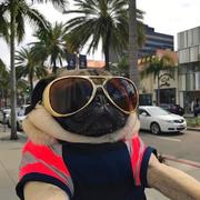 不需要装乖的个人资料头像