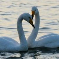 憧憬的清风头像