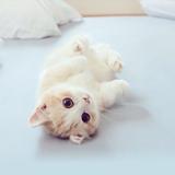 冷冬头像
