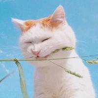 嘻嘻嘻(♡˙︶˙♡)头像