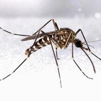 老头喜老头乐头像