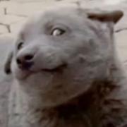 狗剩448的个人资料头像