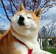 我儿也有大帝之资的个人资料头像
